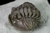 Huge, Wide Enrolled Flexicalymene Trilobite - Ohio #135532-5